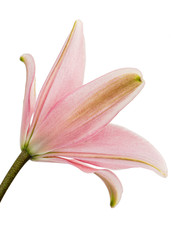Flower of pink lily, isolated on white background