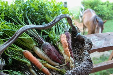 Rustic Basket with fresh picked organic vegetables
