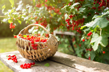 a basket full of freshly harvested red currant on the ground, ripe berries picked from a food...