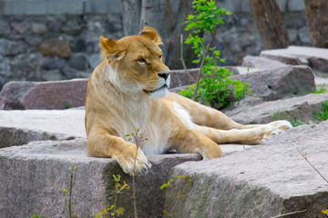 Lioness resting lying on a rock