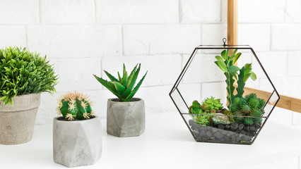 Florarium vase with succulent plants and cactuses in pots on shelf.