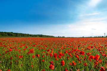 Field of Poppies on a Sunny Day - Landscape