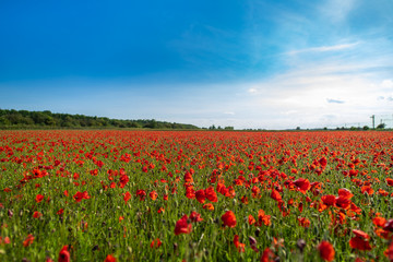 Fototapeta na wymiar Field of Poppies on a Sunny Day - Landscape