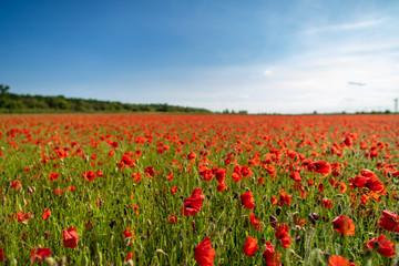 Field of Poppies on a Sunny Day - Landscape