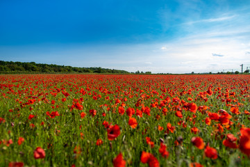 Fototapeta na wymiar Field of Poppies on a Sunny Day - Landscape