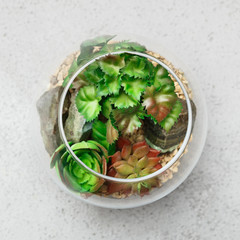 Home mini garden concept, top view
