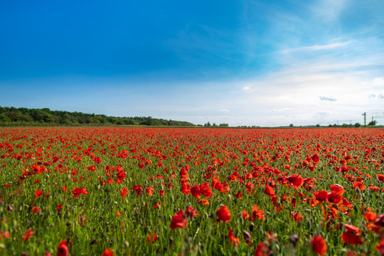 Field of Poppies on a Sunny Day - Landscape © Jack Soldano