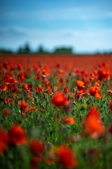 Fototapeta na wymiar Field of Poppies on a Sunny Day - Portrait