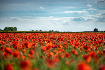 Field of Poppies on a Sunny Day - Landscape