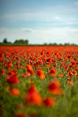 Field of Poppies on a Sunny Day - Portrait