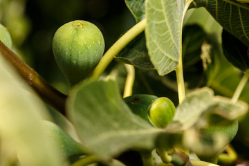 Fig tree fruits ripening at orchard. Close-up of Ficus carica branch with green figs. Summer fruits background