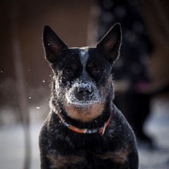 Australian blue Cattle Dog on the winter field