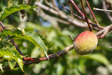 Little peach ripening on a peach tree in an orchard during summer