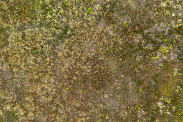 wild field, view from above