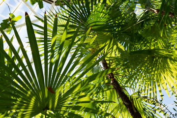 Fototapeta na wymiar A variety of palms in a conservatory