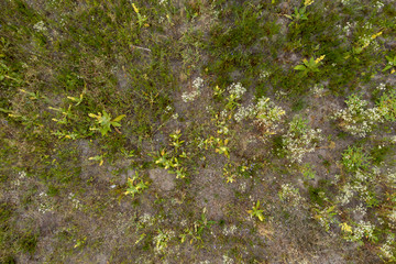 wild field, view from above