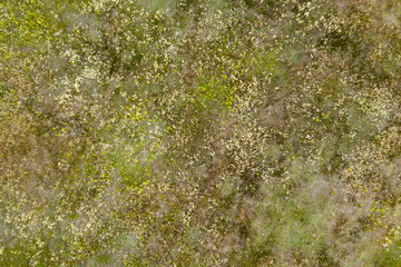 wild field, view from above