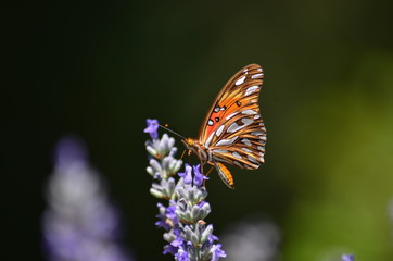 mariposa en lavanda 2