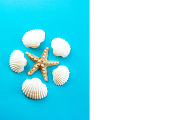 Seashells and starfish on blue background. Top view. Summer flat lay background, travel concept. 