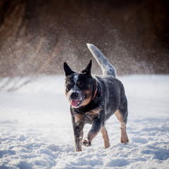 Australian blue Cattle Dog on the winter field