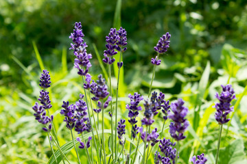 A closeup image of purple lavender flowers in a field in the sun rays. Lavender bloom flower