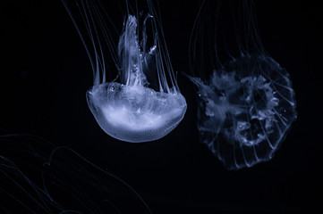 Jellifish swiming in dark water close-up photography