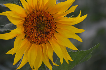 Sunflower is blooming. A large species of flower seeds. Summer. Yellow flower. Blurred background.