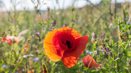 beautiful wild poppy blossom