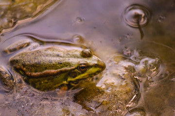 One big green frog sits in the water of a pond among muddy yellow algae.