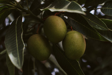mangos