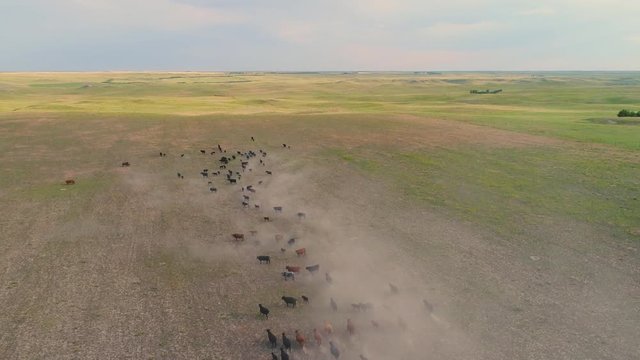 Aerial view of cattle running on dry dusty field in Nebraska