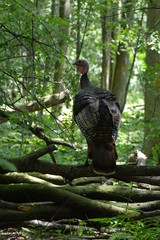 Wild Turkey in the forest