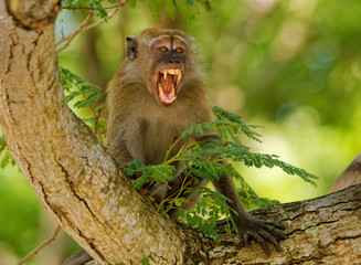 Long-tailed Macaque - Macaca fascicularis also known as crab-eating macaque, a cercopithecine primate native to Southeast Asia, is referred to as the cynomolgus monkey © phototrip.cz