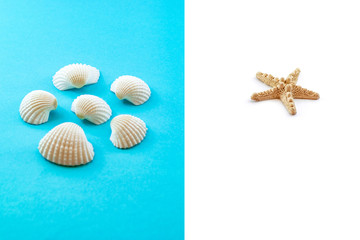 Fototapeta na wymiar Seashells and starfish on blue background. Top view. Summer flat lay background, travel concept. 