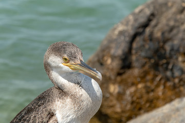 Kormoran auf der Insel Mallorca auf dem Fels am Meer