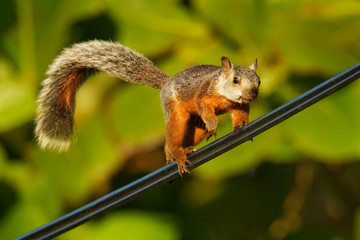 Variegated squirrel - Sciurus variegatoides is tree squirrel in the genus Sciurus (fifteen subspecies) found in Costa Rica, El Salvador, Guatemala, Honduras, southern Mexico