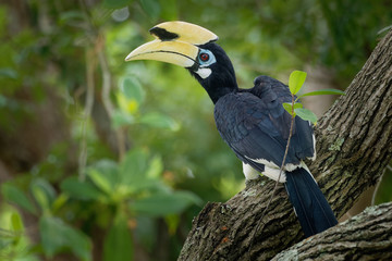 Oriental Pied-Hornbill - Anthracoceros albirostris large canopy-dwelling bird belonging to the Bucerotidae.