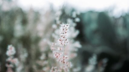 Lions tooth plant in nature