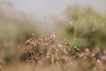 Dreamy plant view for background