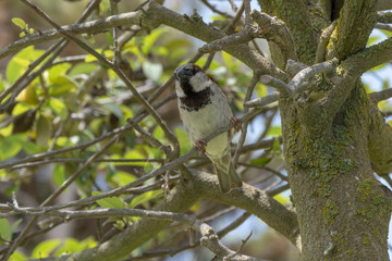 Kleiner Vogel auf dem Baum