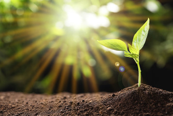 Young seedling in soil on blurred background, space for text