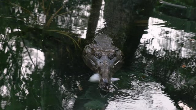 Medium high angle still shot of India gharial crocodile lying still on pond water, lurking with hatching tadpoles close to its mouth, breeding pond, India