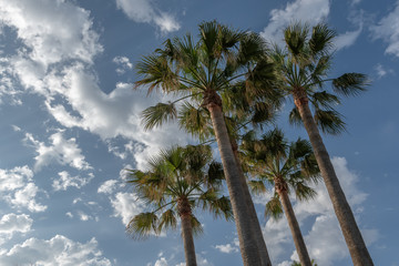 Obraz premium Palme vor blauem Himmel mit wessen Wolken - Tropischer Hintergrund