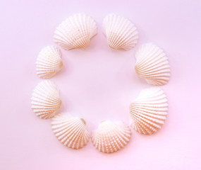 Collage of seashells isolated on pink background. Flat lay. View from above. 