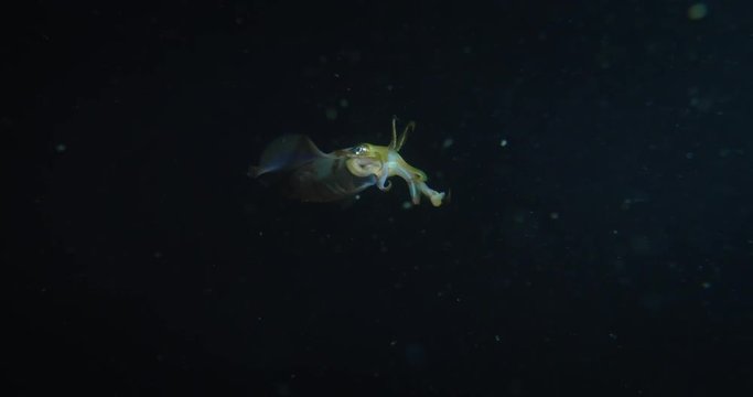 Slow motion of colorful sepia fish is diving in a deep underwater sea in the dark.