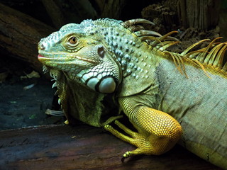 wild animal looking at you