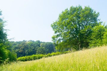 Obraz premium Dutch Landscape in summer with trees