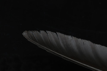 カラスの羽根