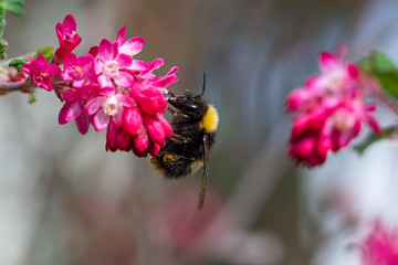 Hummel © Manuel
