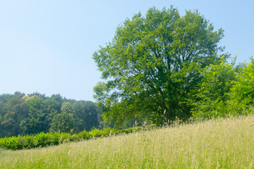 Dutch Landscape in  summer with trees